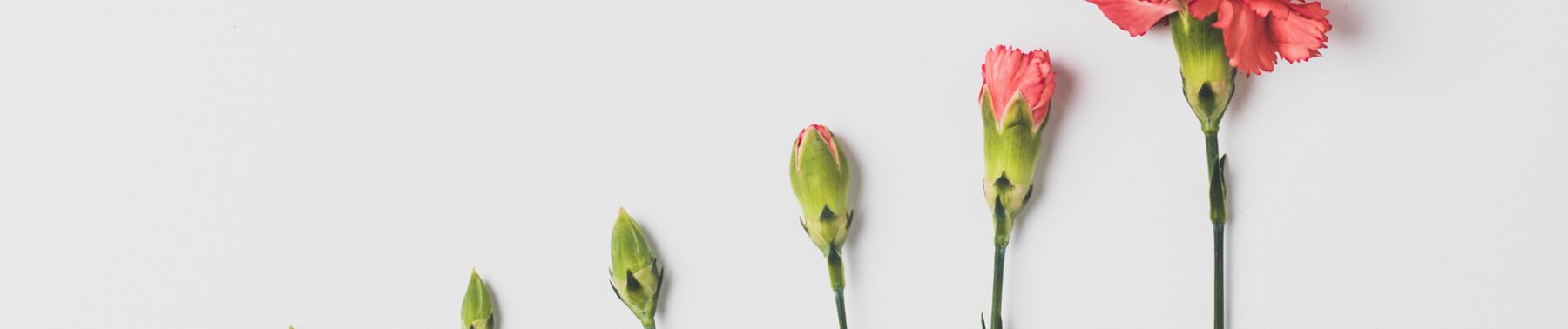 Photo of flowers in stages of blooming